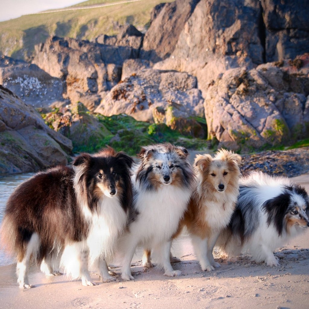 Обои море, побережье, собаки, шелти, шетландская овчарка, sea, coast, dogs, sheltie, shetland sheepdog разрешение 2048x1371 Загрузить