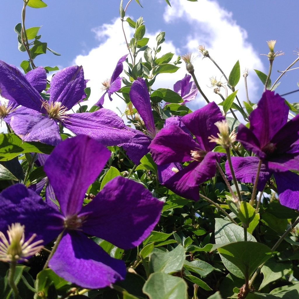 Обои небо, цветы, листья, лепестки, фиолетовые, клематис, ломонос, the sky, flowers, leaves, petals, purple, clematis разрешение 3000x1687 Загрузить