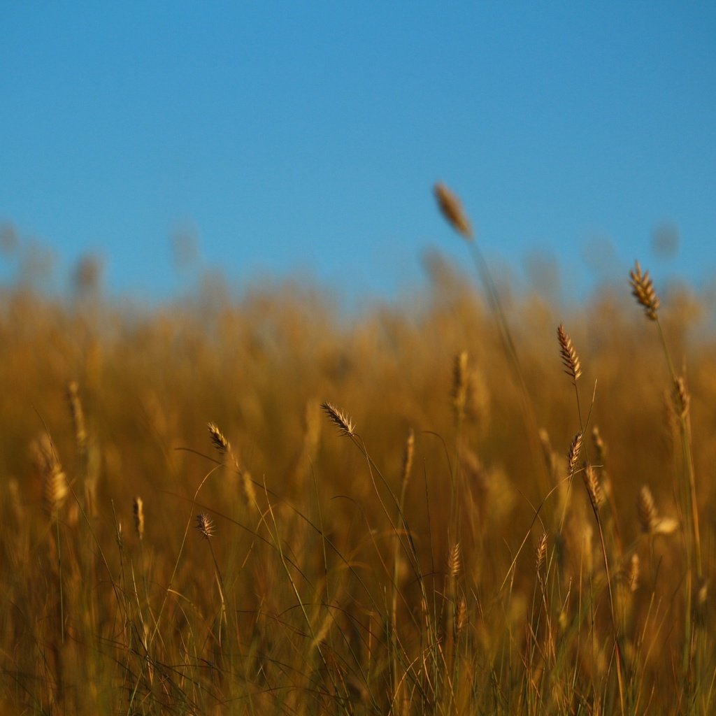 Обои небо, трава, лето, колоски, стебли, the sky, grass, summer, spikelets, stems разрешение 1920x1280 Загрузить