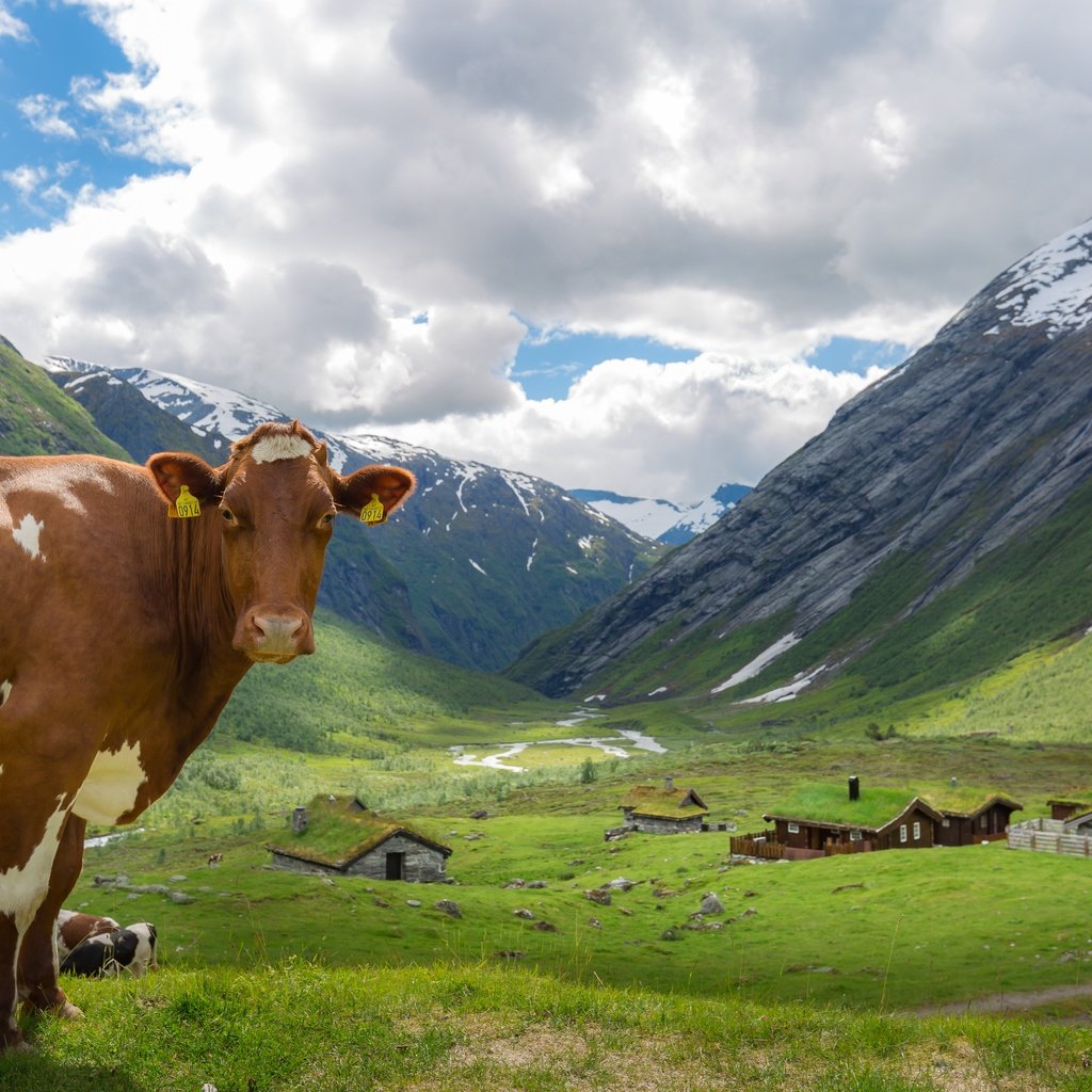 Обои небо, облака, горы, дома, корова, коровы, the sky, clouds, mountains, home, cow, cows разрешение 5760x3840 Загрузить