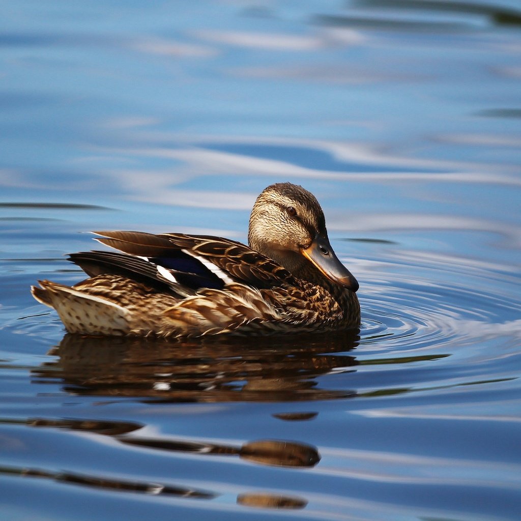 Обои озеро, птица, клюв, перья, озёра, утка, кряква, уточка, lake, bird, beak, feathers, duck, mallard разрешение 1920x1280 Загрузить