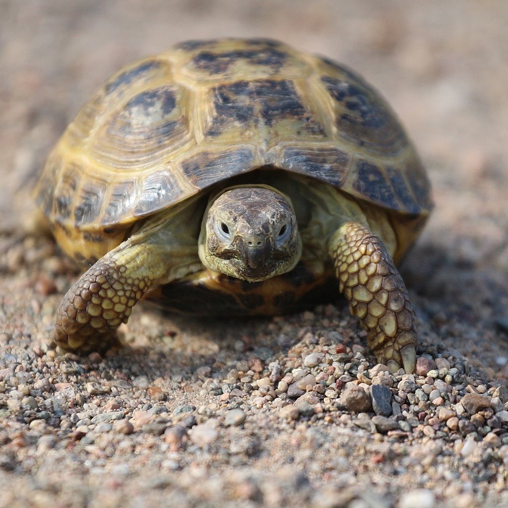 Обои камни, песок, черепаха, панцирь, прогулка, рептилия, stones, sand, turtle, shell, walk, reptile разрешение 1920x1280 Загрузить