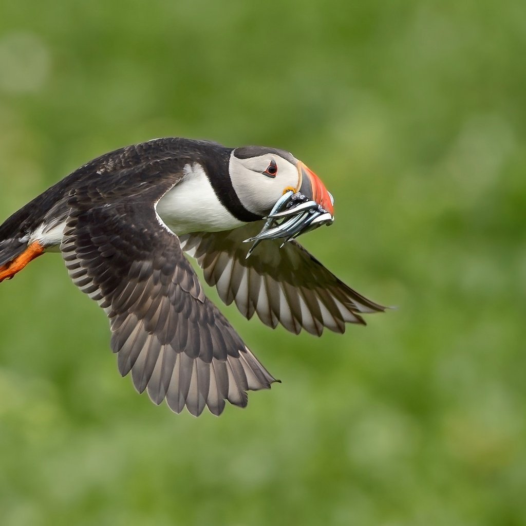 Обои полет, крылья, птица, клюв, рыба, тупик, улов, flight, wings, bird, beak, fish, stalled, catch разрешение 2048x1152 Загрузить