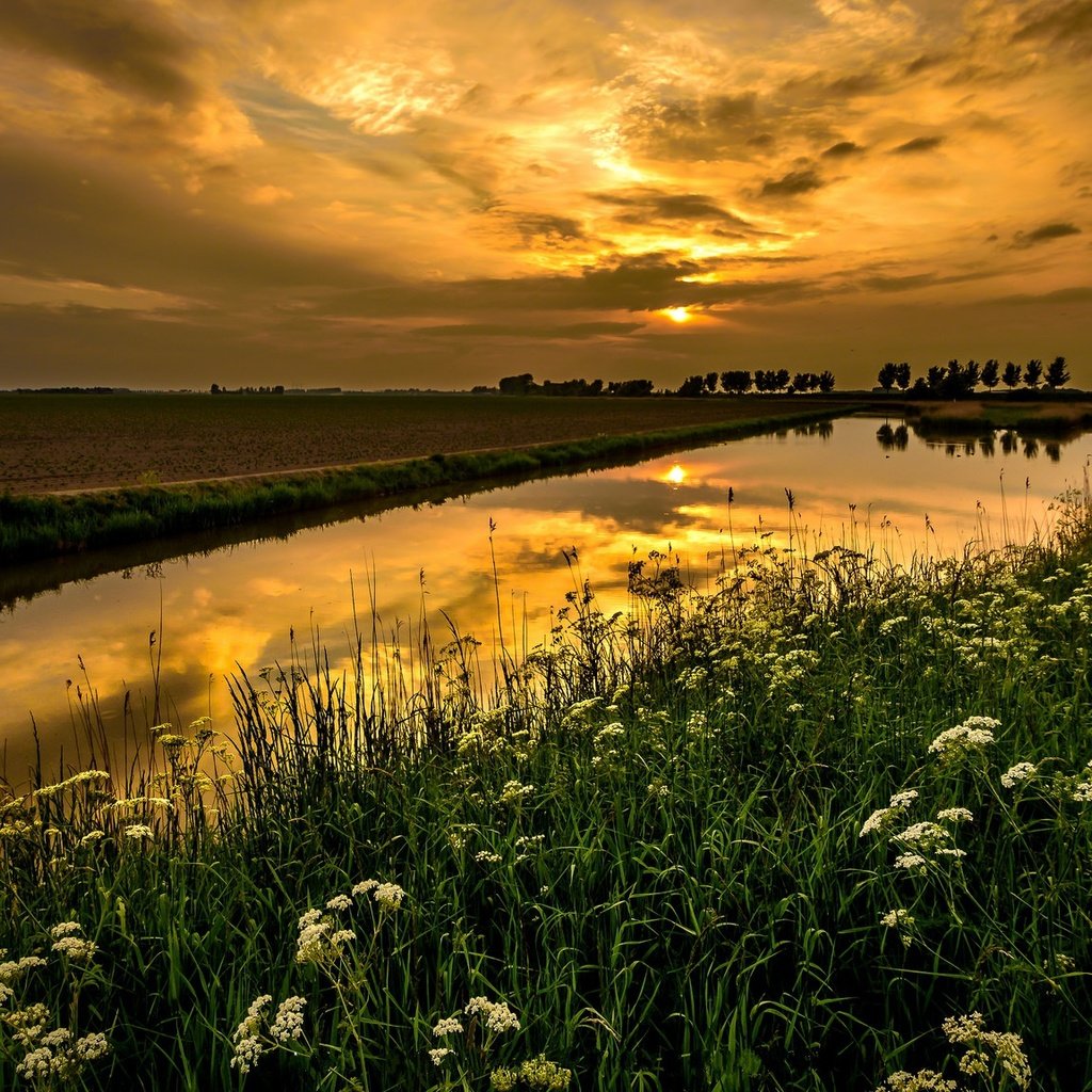 Обои небо, горизонт, цветы, облака, река, природа, растения, пейзаж, поле, the sky, horizon, flowers, clouds, river, nature, plants, landscape, field разрешение 2048x1152 Загрузить