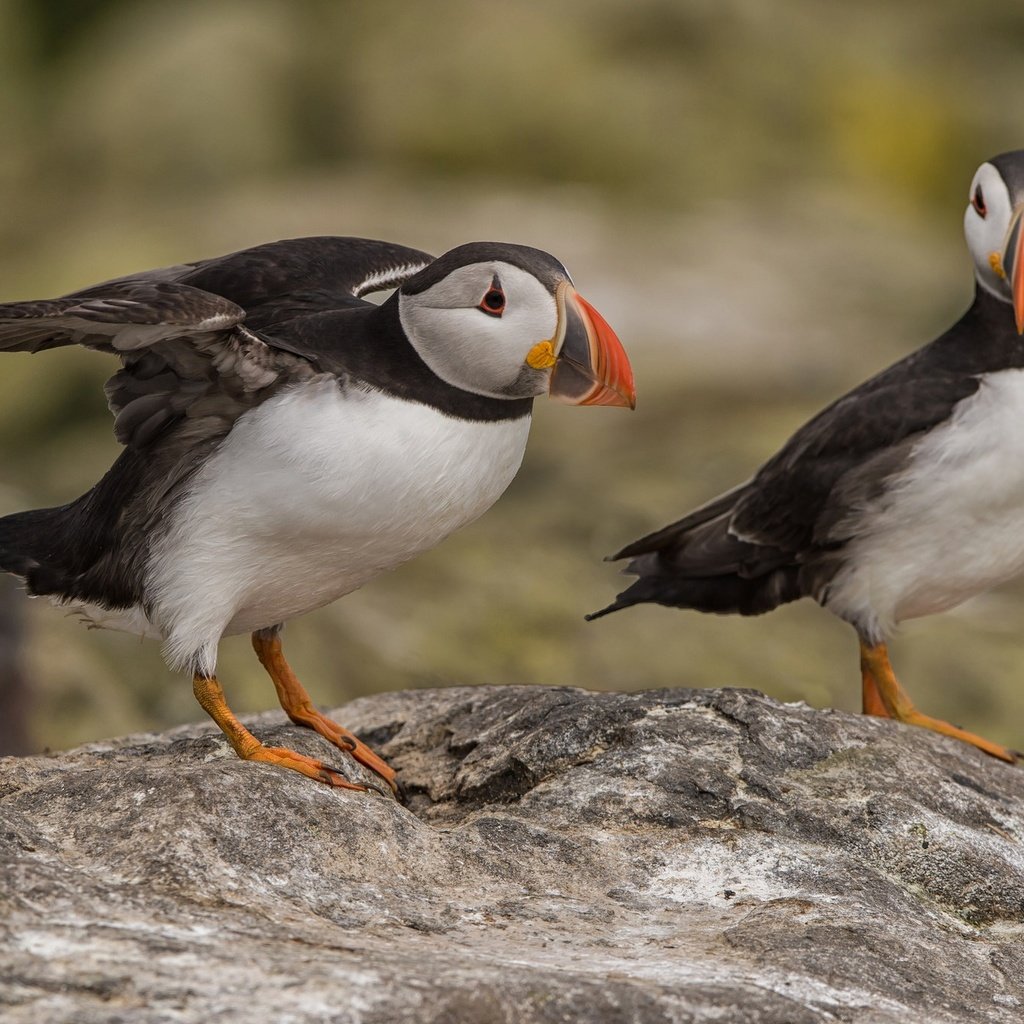 Обои птица, клюв, пара, тупик, puffin, bird, beak, pair, stalled разрешение 2048x1350 Загрузить