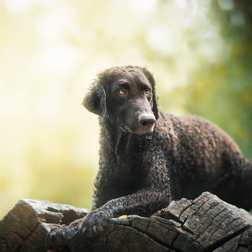 Обои мордочка, взгляд, собака, друг, бревно, электра, nicole trenker fotografie, muzzle, look, dog, each, log, elektra разрешение 2048x1230 Загрузить