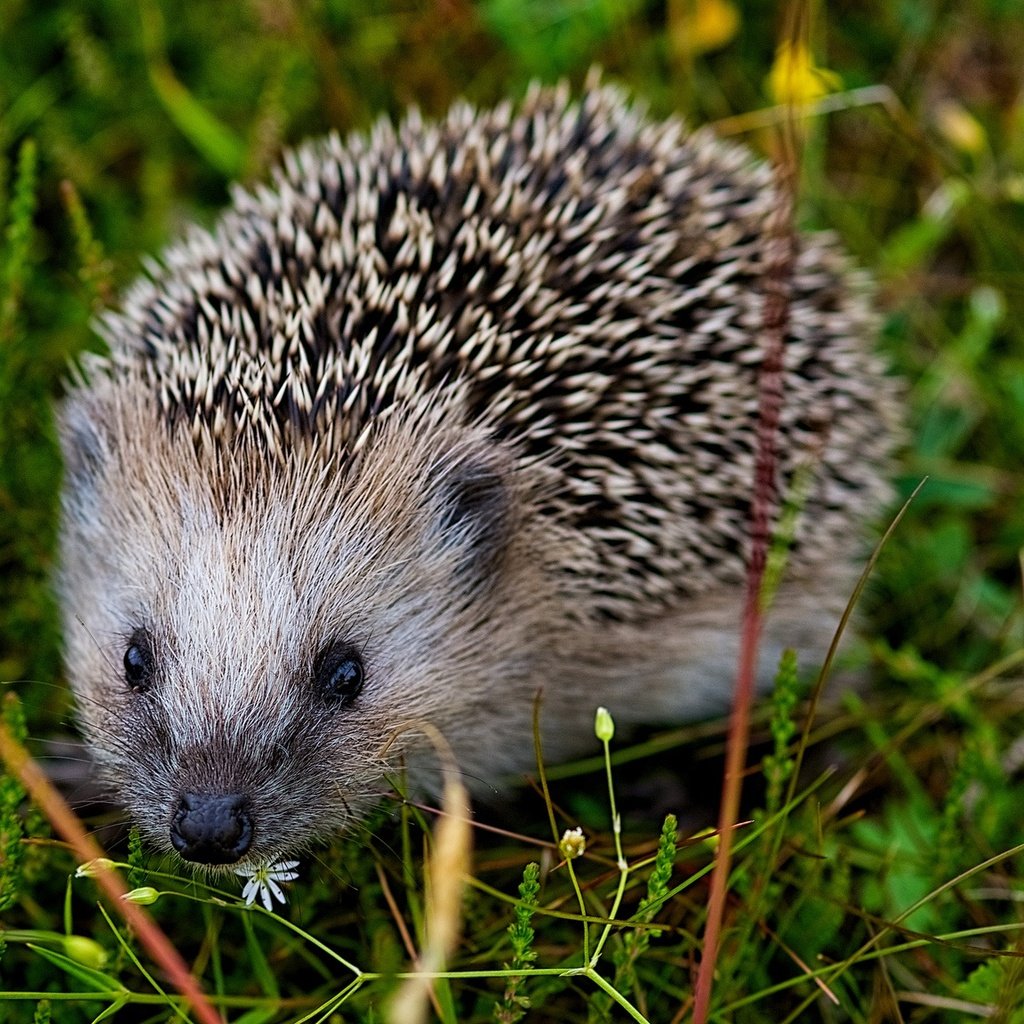 Обои глаза, трава, мордочка, взгляд, колючки, ежик, иголки, еж, eyes, grass, muzzle, look, barb, hedgehog, needles разрешение 2048x1151 Загрузить