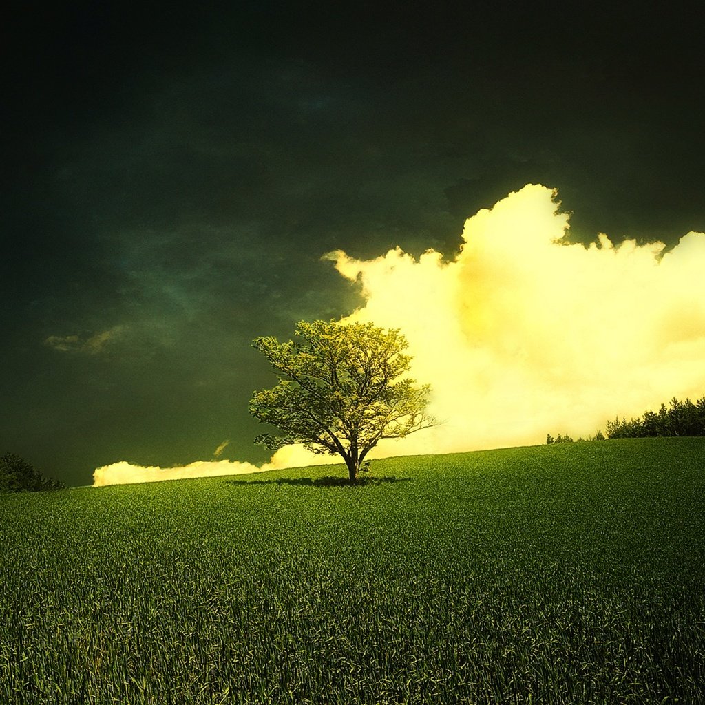 Обои трава, облака, природа, дерево, горизонт, тени, grass, clouds, nature, tree, horizon, shadows разрешение 1920x1200 Загрузить