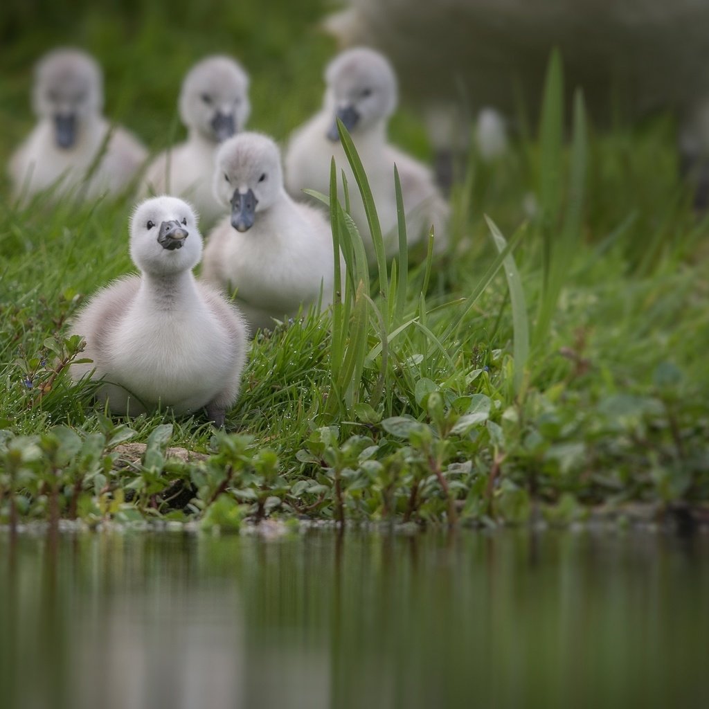 Обои трава, вода, птицы, пруд, лебедь, птенцы, grass, water, birds, pond, swan, chicks разрешение 2000x1333 Загрузить