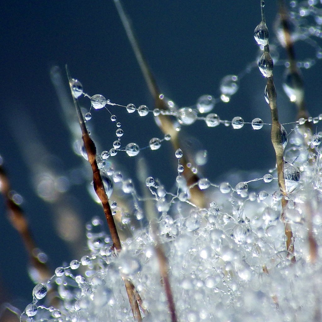 Обои макро, роса, капли, дождь, macro, rosa, drops, rain разрешение 1920x1200 Загрузить