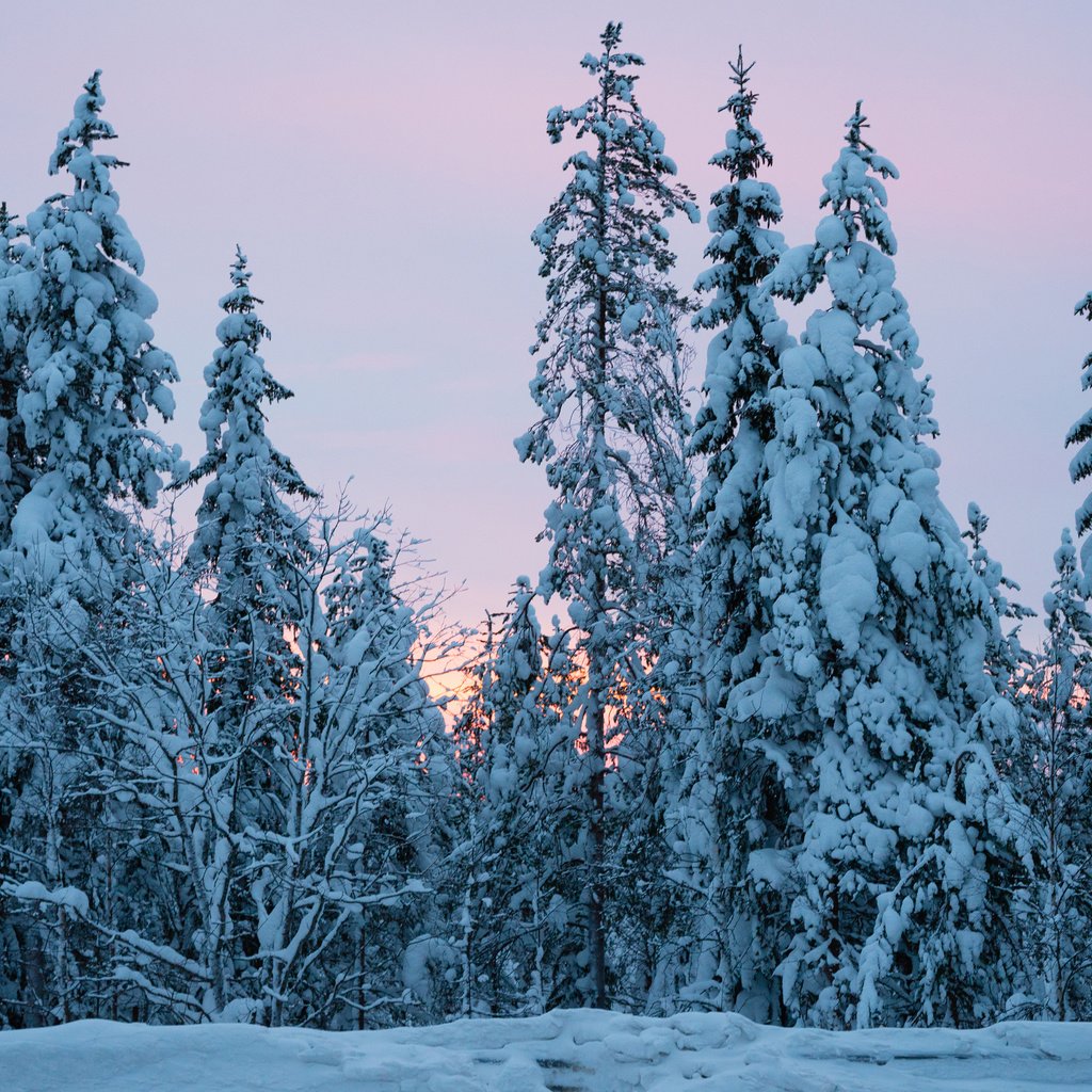 Обои деревья, снег, природа, лес, зима, ели, trees, snow, nature, forest, winter, ate разрешение 3840x2400 Загрузить