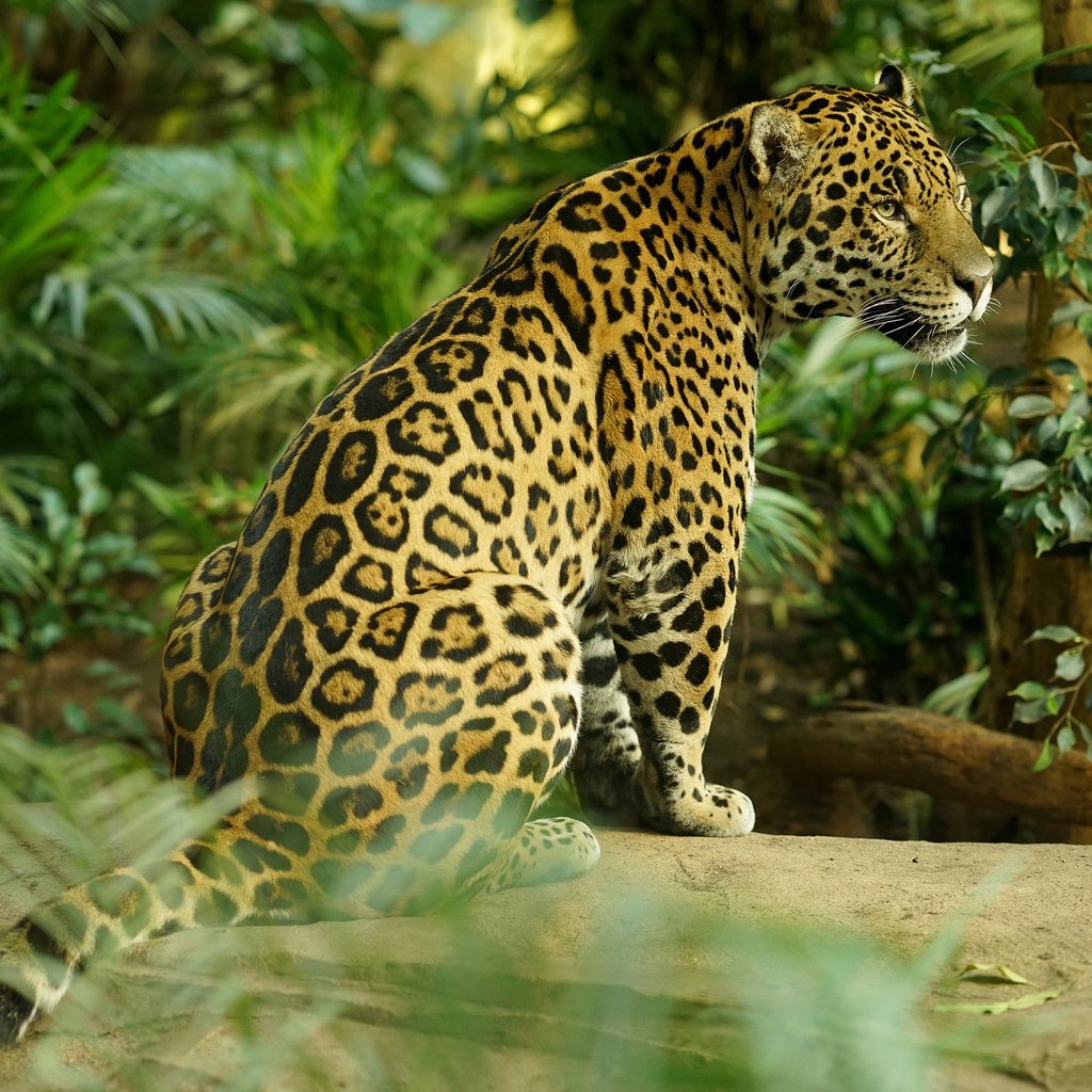 Обои хищник, большая кошка, ягуар, predator, big cat, jaguar разрешение 3840x2400 Загрузить