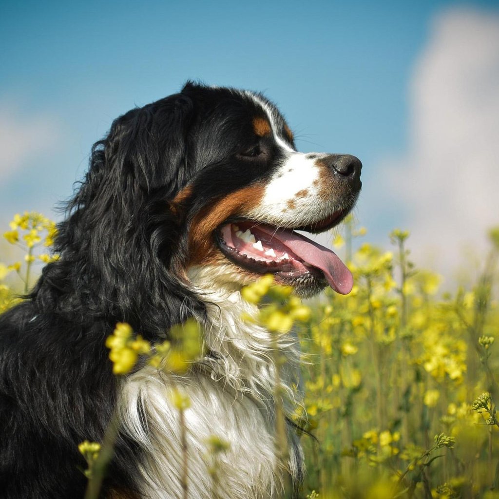 Обои собака, профиль, язык, желтые цветы, бернский зенненхунд, dog, profile, language, yellow flowers, bernese mountain dog разрешение 1920x1200 Загрузить