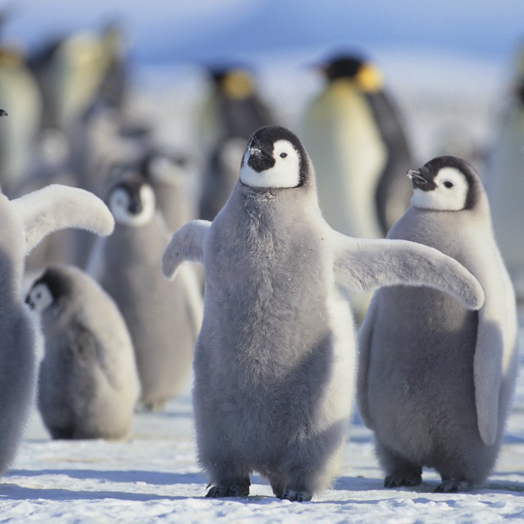 Обои птицы, пингвины, птенцы, арктика, birds, penguins, chicks, arctic разрешение 3840x2400 Загрузить