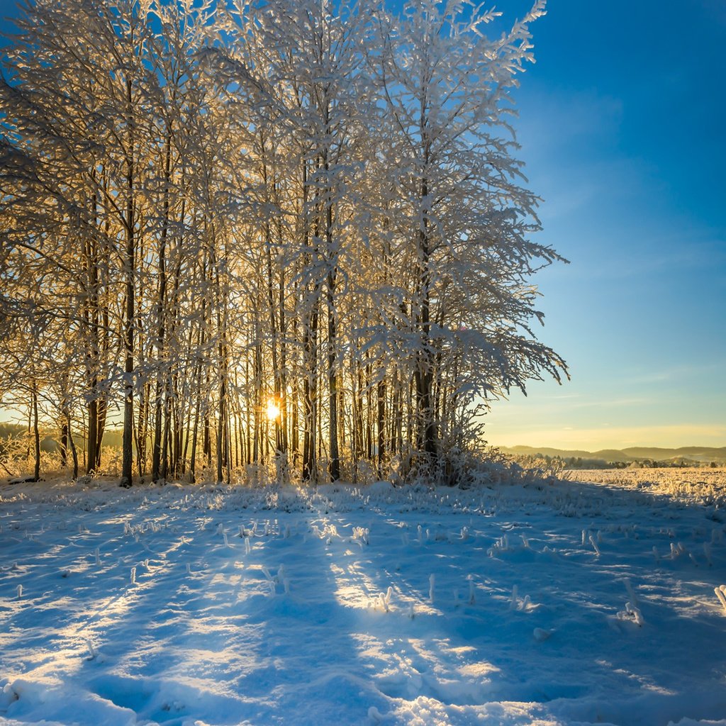 Обои небо, деревья, снег, природа, лес, зима, утро, the sky, trees, snow, nature, forest, winter, morning разрешение 1920x1200 Загрузить