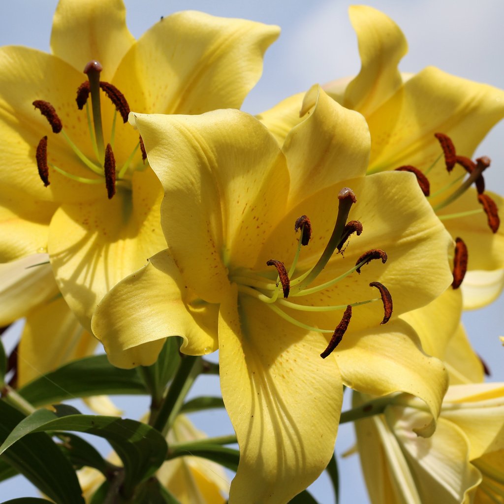 Обои цветы, лепестки, лилии, желтые, flowers, petals, lily, yellow разрешение 3840x2400 Загрузить