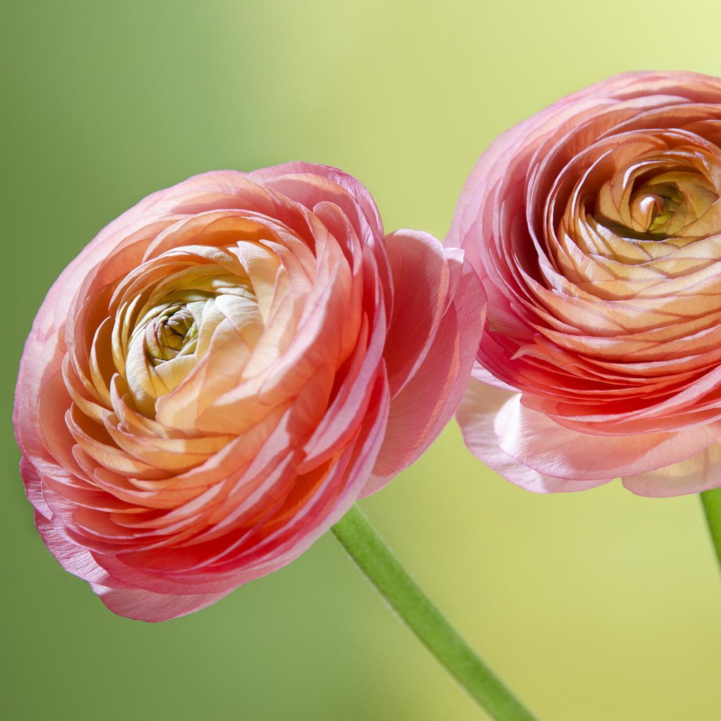 Обои цветы, макро, лепестки, стебли, ранункулюс, лютики, flowers, macro, petals, stems, ranunculus, buttercups разрешение 1920x1200 Загрузить