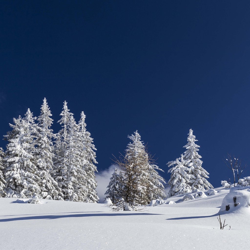 Обои небо, деревья, снег, природа, лес, зима, nicole mikulasch, the sky, trees, snow, nature, forest, winter разрешение 1920x1200 Загрузить