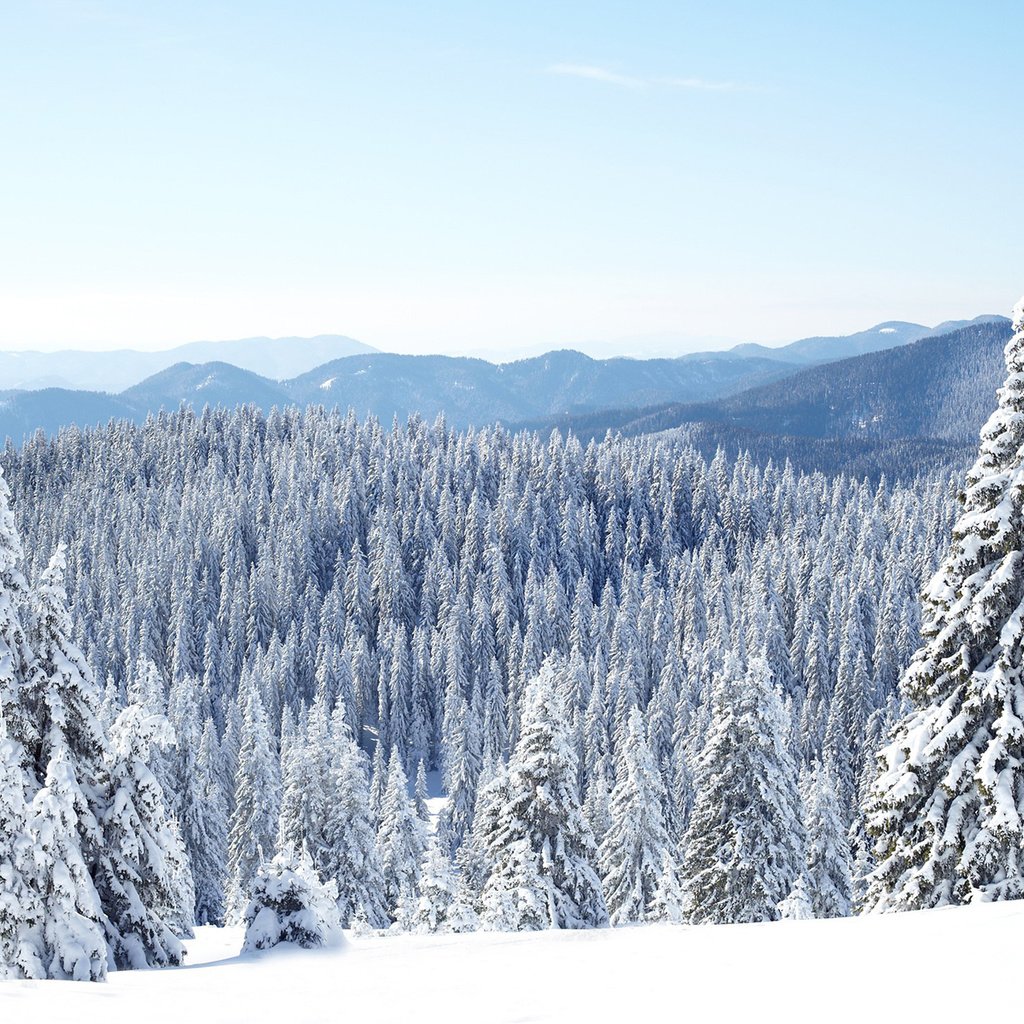 Обои горы, природа, лес, зима, пейзаж, katerina myan, mountains, nature, forest, winter, landscape разрешение 1920x1200 Загрузить