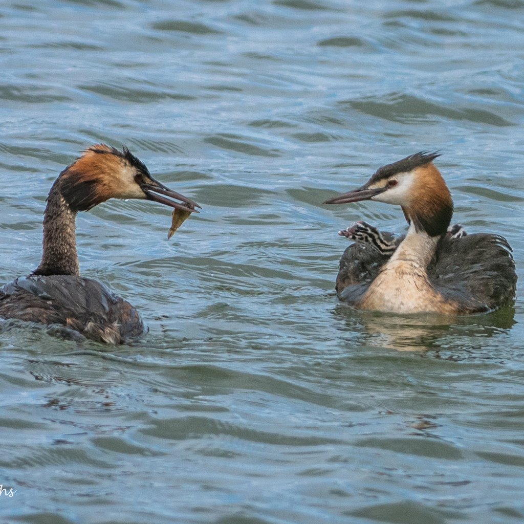 Обои вода, птицы, большая поганка, чомга, поганка, lynn griffiths, water, birds, great crested grebe, the great crested grebe, toadstool разрешение 2036x1359 Загрузить