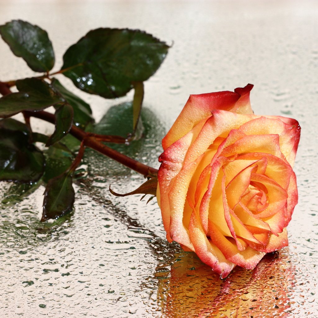 Обои цветы, розы, композиции, натюрморты, flowers, roses, composition разрешение 5184x3456 Загрузить
