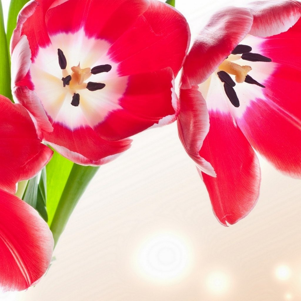 Обои цветы, бутоны, лепестки, тюльпаны, flowers, buds, petals, tulips разрешение 1920x1200 Загрузить