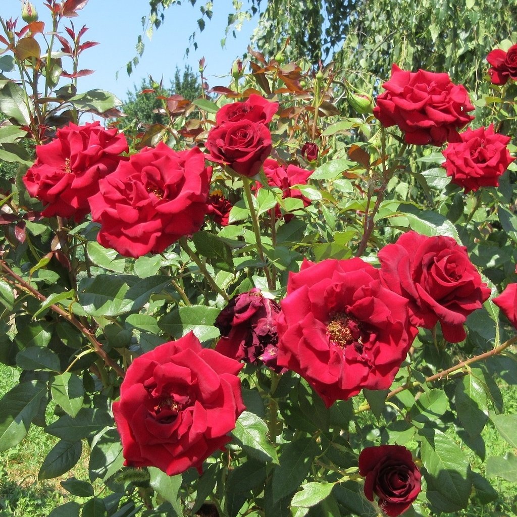 Обои кусты, розы, красные, сад, куст, the bushes, roses, red, garden, bush разрешение 1920x1200 Загрузить