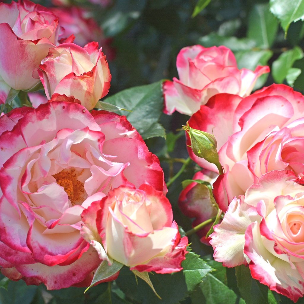 Обои бутоны, розы, куст, пестрые, buds, roses, bush, motley разрешение 2048x1365 Загрузить