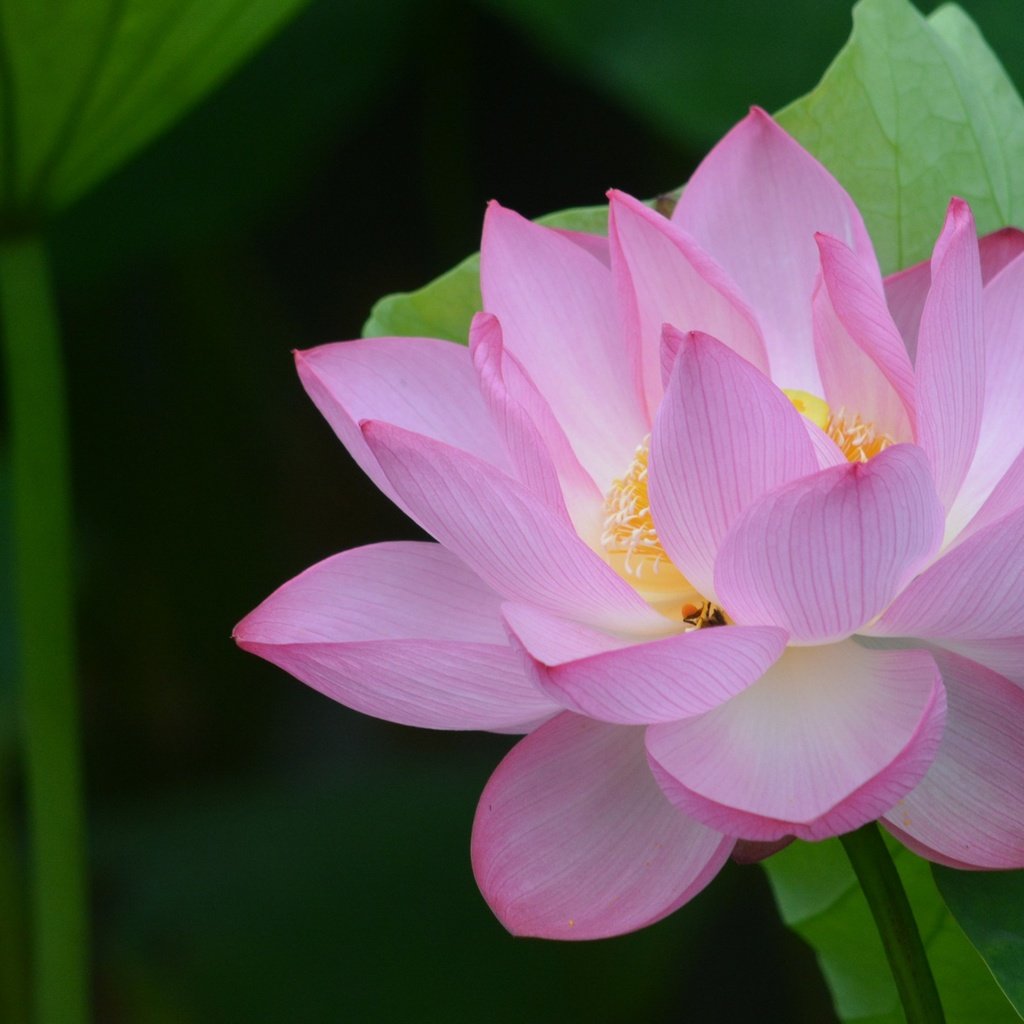 Обои листья, цветок, лепестки, лотос, leaves, flower, petals, lotus разрешение 2560x1600 Загрузить