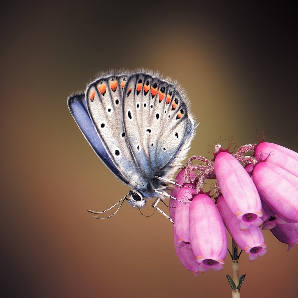 Обои арт, насекомое, бабочка, крылья, цветочек, monteillard-damien, art, insect, butterfly, wings, flower разрешение 1920x1240 Загрузить