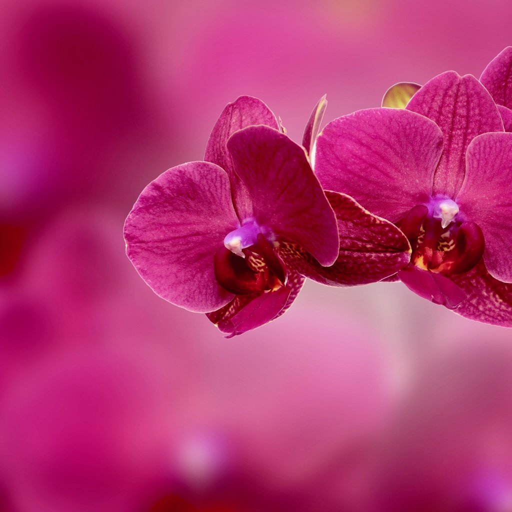 Обои ветка, фон, цветок, лепестки, розовый, орхидея, соцветие, branch, background, flower, petals, pink, orchid, inflorescence разрешение 4409x3264 Загрузить