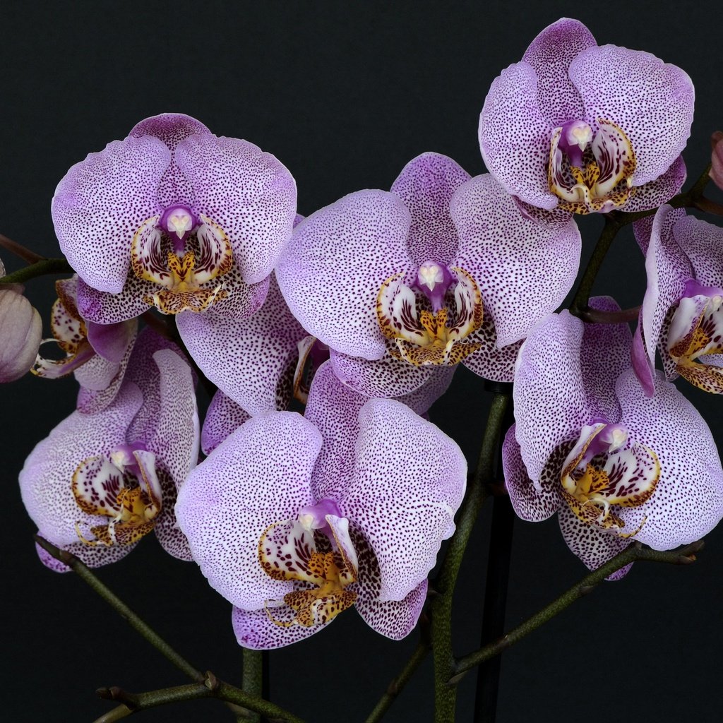 Обои цветы, природа, листья, фиолетовый, черный фон, орхидеи, пурпурные, flowers, nature, leaves, purple, black background, orchids разрешение 3840x2560 Загрузить