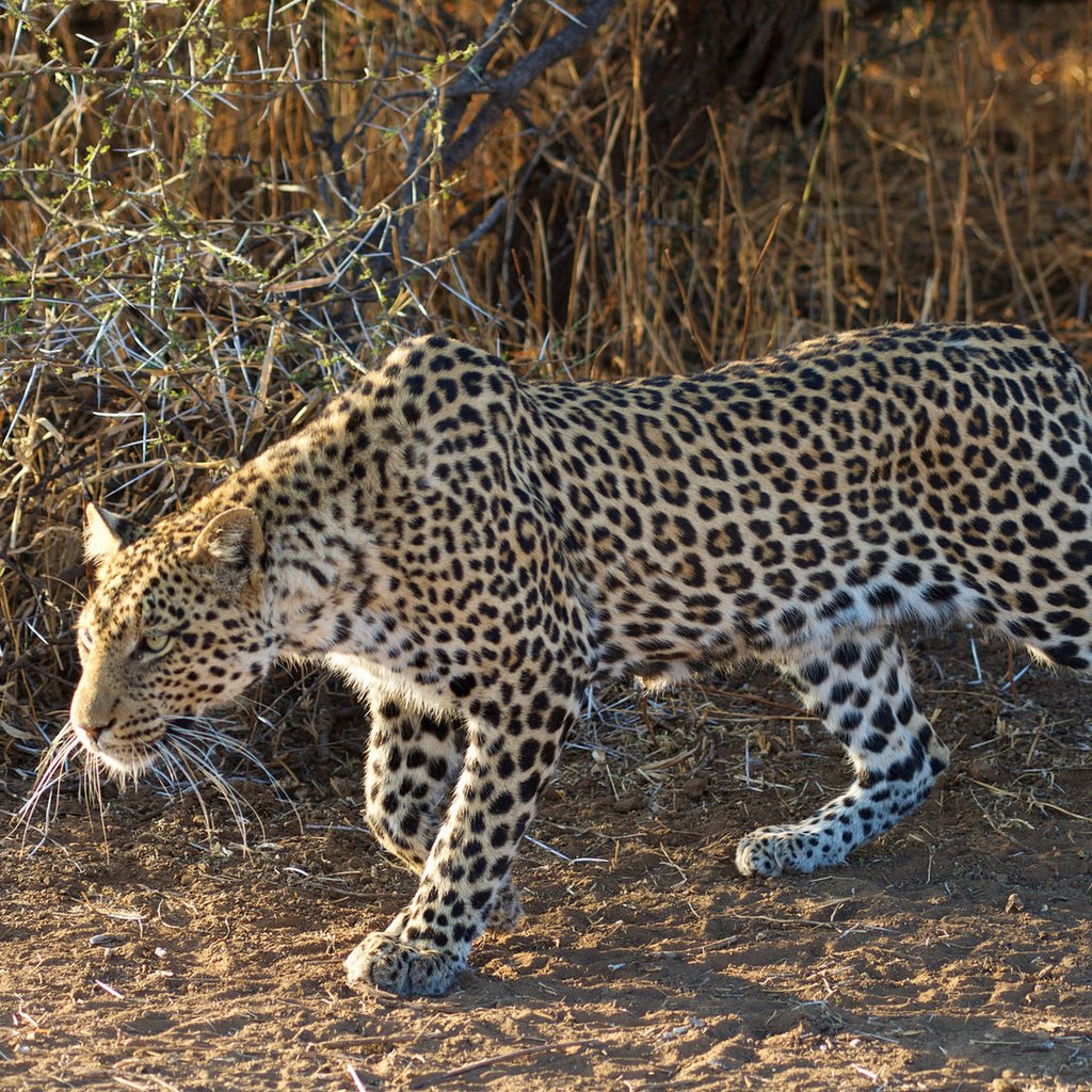 Обои леопард, крадётся, leopard, sneaks разрешение 1920x1080 Загрузить