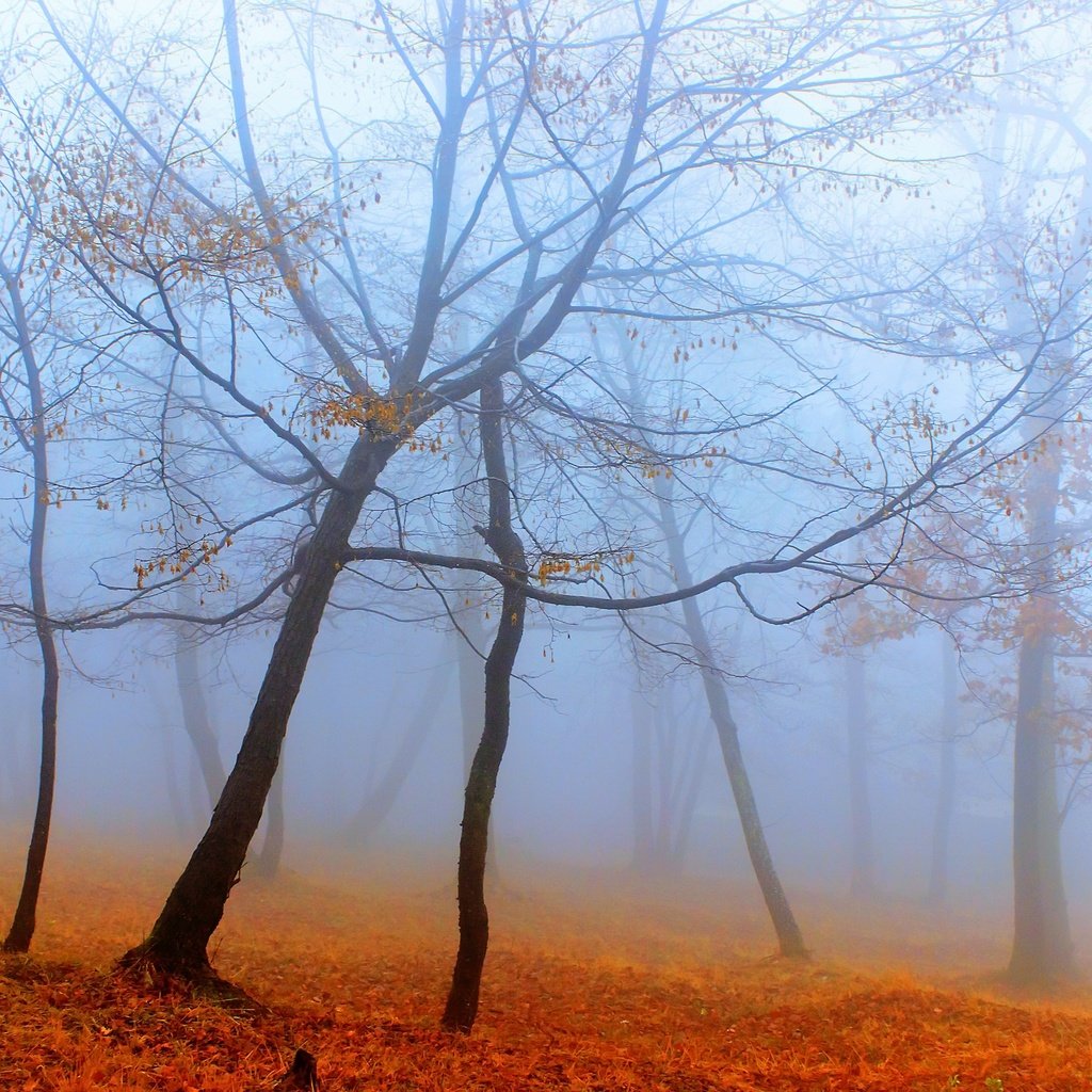 Обои деревья, лес, туман, осень, trees, forest, fog, autumn разрешение 2560x1707 Загрузить