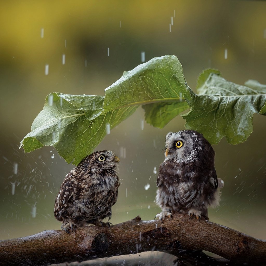 Обои лист, птицы, дождь, парочка, зонтик, коряга, совы, tanja brandt, sheet, birds, rain, a couple, umbrella, snag, owls разрешение 2048x1363 Загрузить