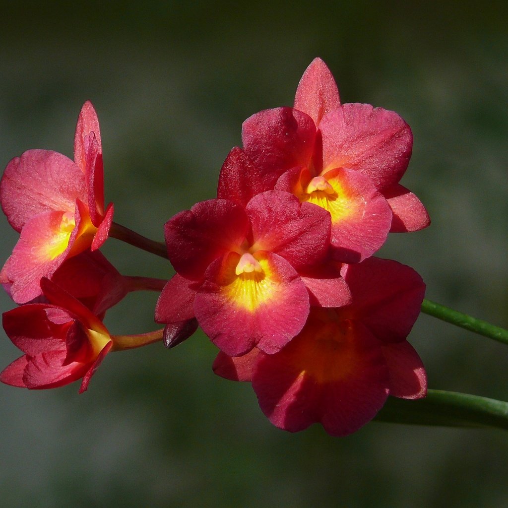 Обои цветы, лепестки, стебли, орхидея, боке, flowers, petals, stems, orchid, bokeh разрешение 2560x1920 Загрузить