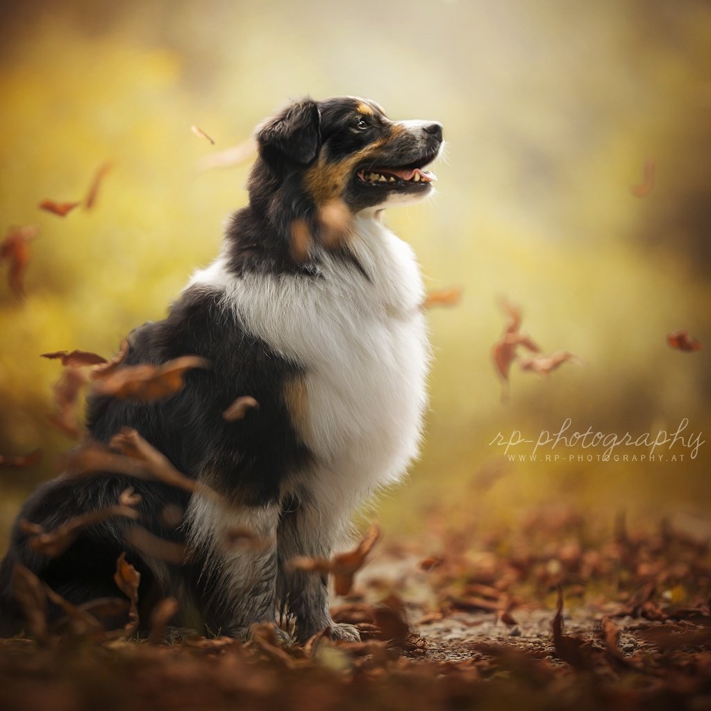 Обои осень, собака, друг, австралийская овчарка, dackelpup, juno, autumn, dog, each, australian shepherd разрешение 2048x1300 Загрузить