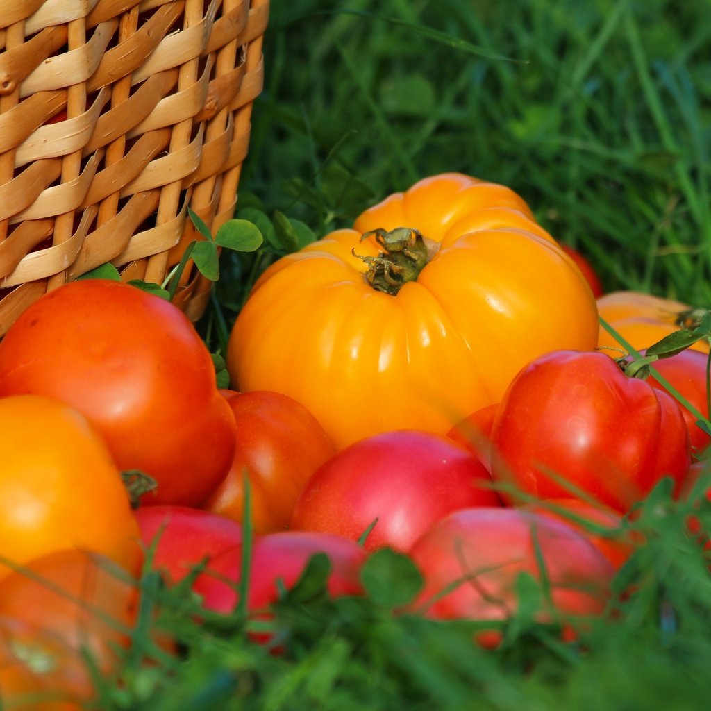 Обои трава, урожай, овощи, помидоры, томаты, grass, harvest, vegetables, tomatoes разрешение 3000x2000 Загрузить