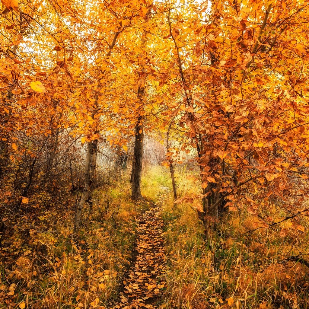 Обои деревья, природа, лес, листья, осень, тропинка, trees, nature, forest, leaves, autumn, path разрешение 2048x1365 Загрузить