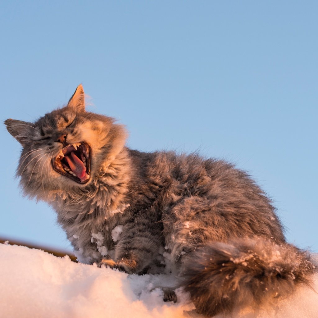 Обои снег, кот, мордочка, кошка, зевает, snow, cat, muzzle, yawns разрешение 3189x2289 Загрузить