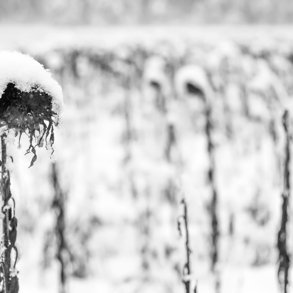 Обои снег, растения, зима, осень, чёрно-белое, подсолнух, подсолнухи, snow, plants, winter, autumn, black and white, sunflower, sunflowers разрешение 2048x1126 Загрузить