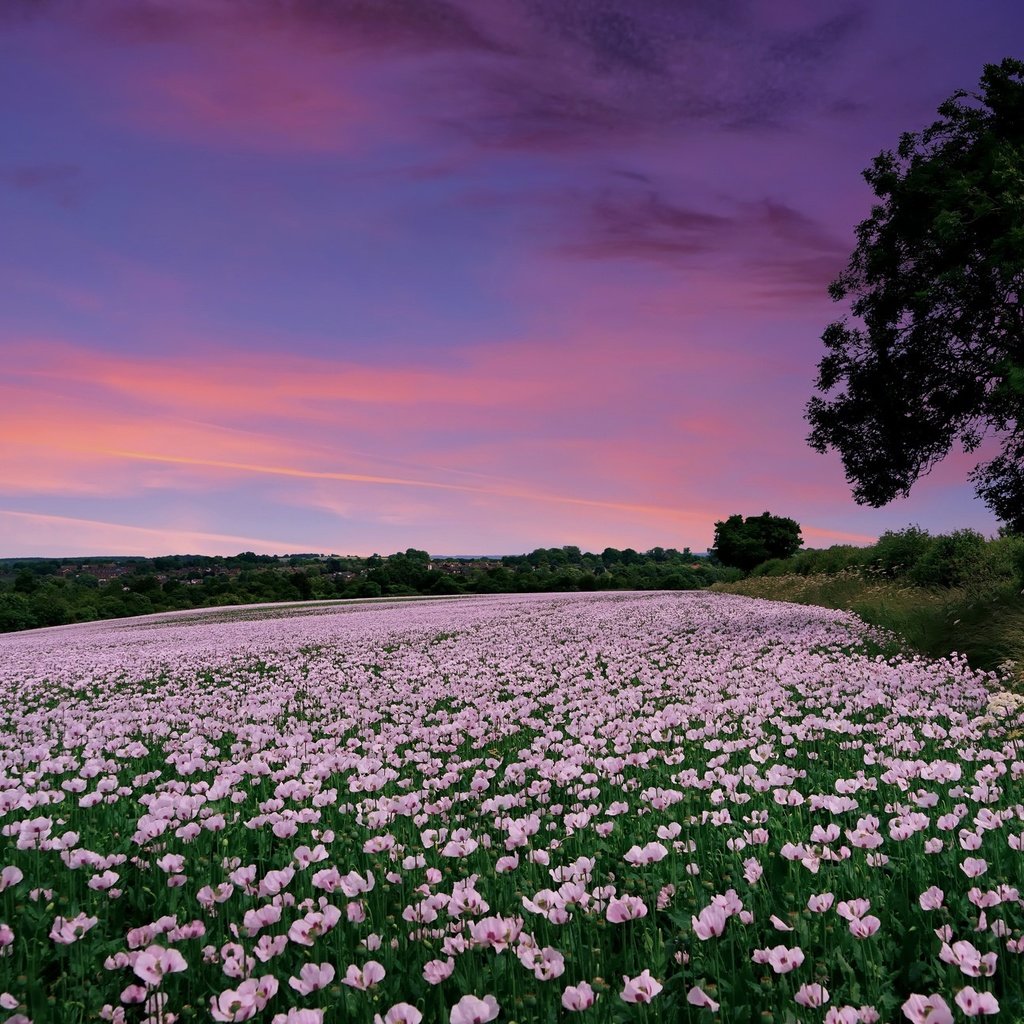 Обои цветы, закат, поле, маки, англия, гэмпшир, flowers, sunset, field, maki, england, hampshire разрешение 2048x1298 Загрузить