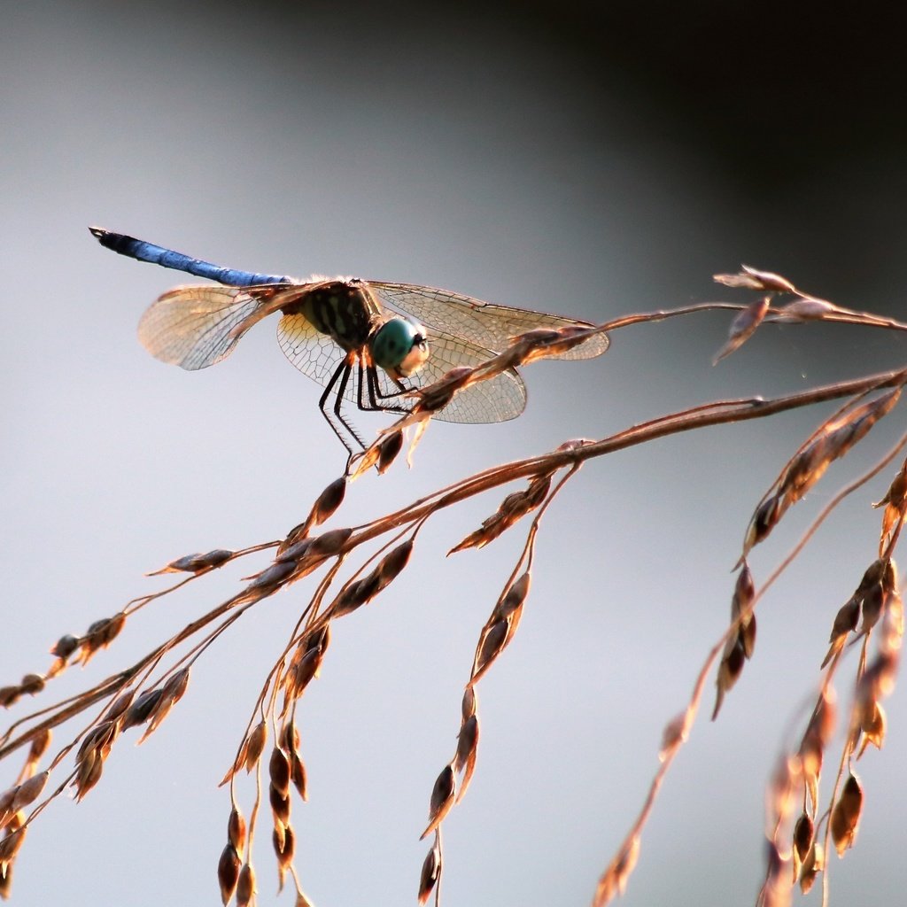 Обои трава, насекомое, крылья, стрекоза, колоски, grass, insect, wings, dragonfly, spikelets разрешение 1920x1328 Загрузить