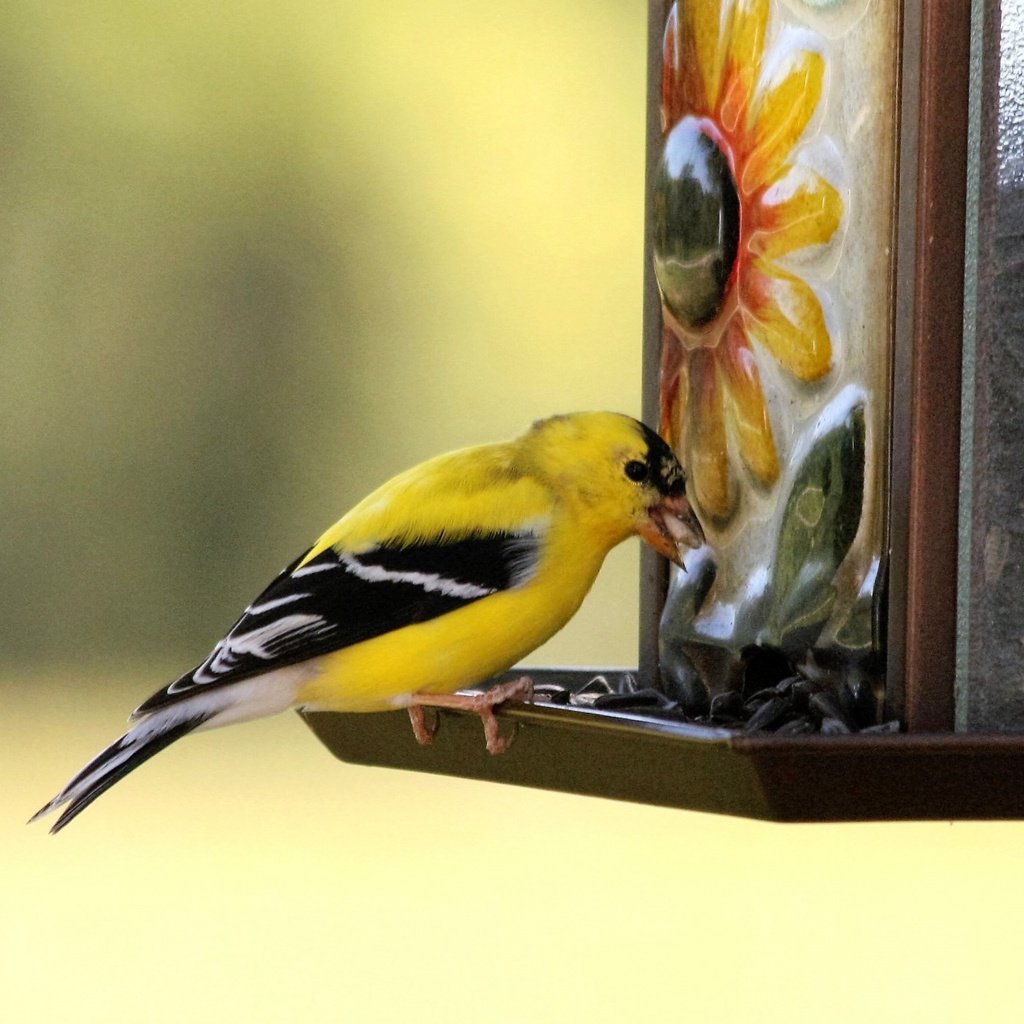 Обои птица, клюв, щегол, кормушка, птаха, american goldfinch, bird, beak, goldfinch, feeder, the american goldfinch разрешение 1920x1280 Загрузить