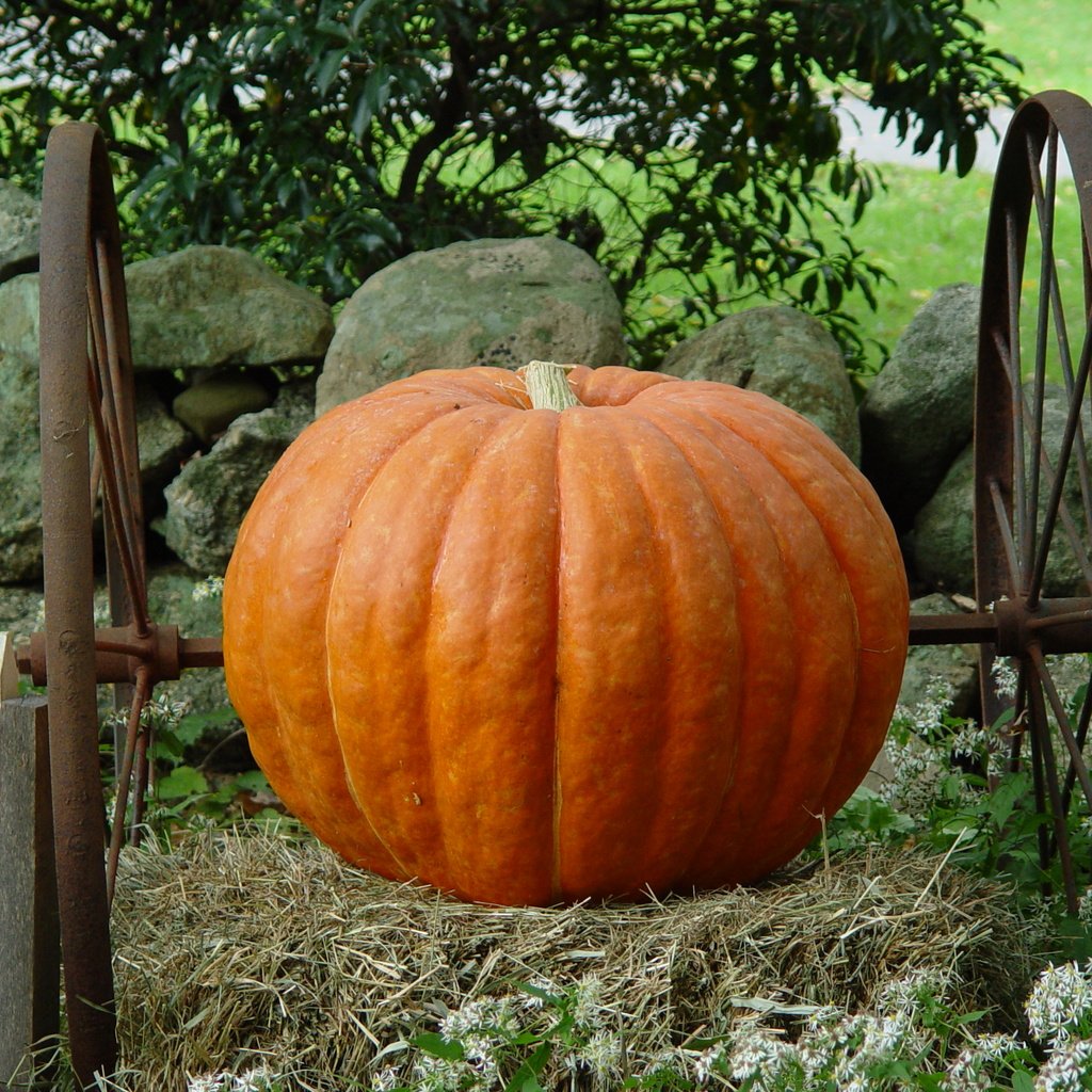 Обои камни, колеса, урожай, овощи, тыква, stones, wheel, harvest, vegetables, pumpkin разрешение 2560x1920 Загрузить