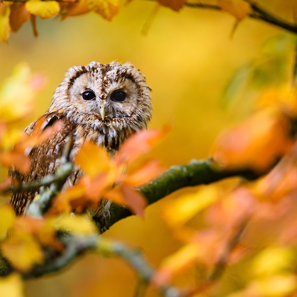 Обои сова, листья, ветки, осень, птица, owl, leaves, branches, autumn, bird разрешение 3840x2400 Загрузить