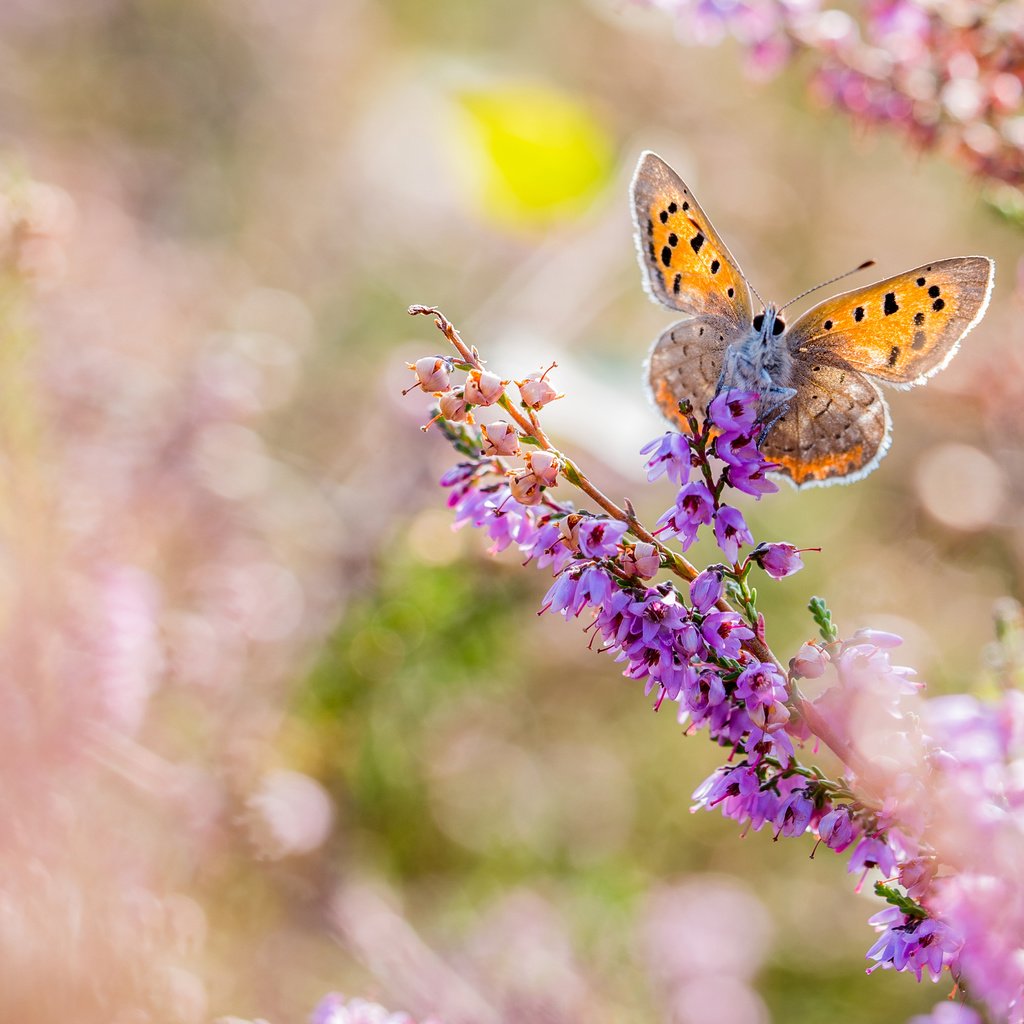 Обои цветы, макро, насекомое, бабочка, крылья, размытость, flowers, macro, insect, butterfly, wings, blur разрешение 3840x2400 Загрузить