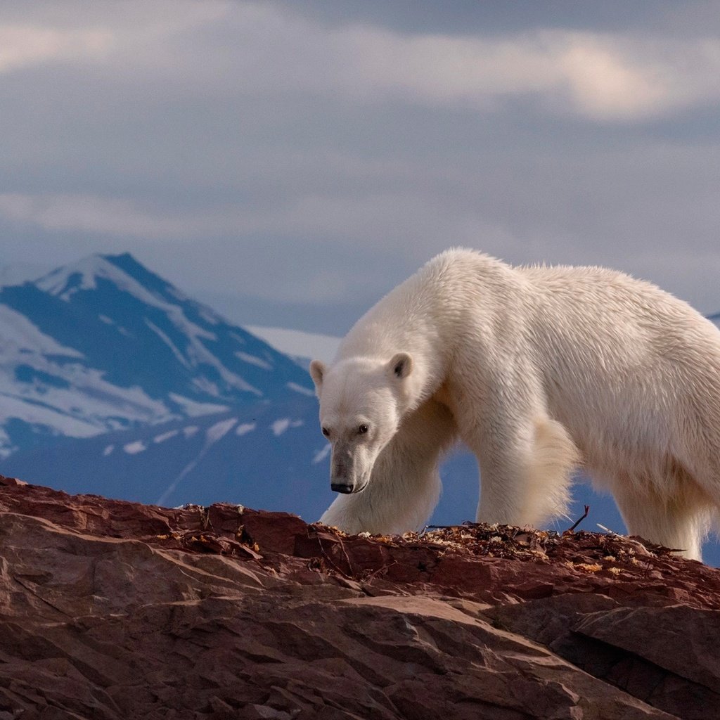 Обои горы, медведь, хищник, животное, белый медведь, mike reyfman, mountains, bear, predator, animal, polar bear разрешение 1920x1200 Загрузить