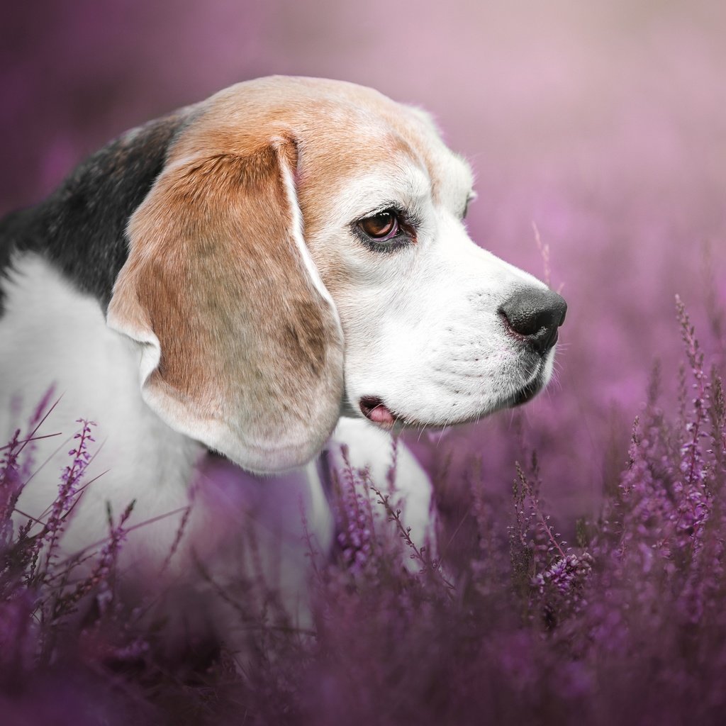 Обои цветы, взгляд, собака, профиль, люси, бигль, mona höhler, flowers, look, dog, profile, lucy, beagle разрешение 2880x1800 Загрузить