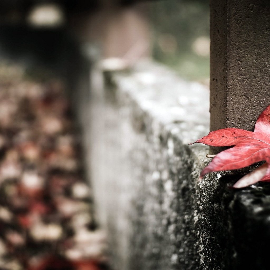 Обои макро, осень, забор, лист, macro, autumn, the fence, sheet разрешение 1920x1200 Загрузить